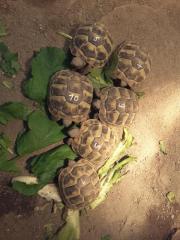 Griechische Landschildkröten Babys NZ 019 Testudo hermanni mit Cites und Fotod