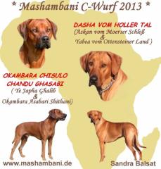 Rhodesian Ridgeback Welpen Wurfankündigung um den 16. Mai 2021