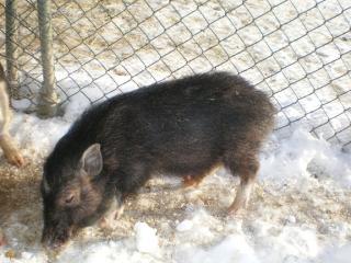 Micro Schweinchen abzugeben