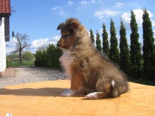 Sheltie Welpen mit VDH / FCI Papieren