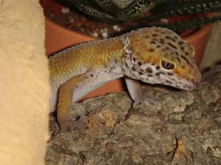 Leopardgeckos, gesund und zutraulich, abzugeben