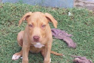 Red Nose Pitbull 12 wochen