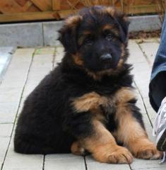 ACHTUNG, sehr kräftige, mobile Lang-stockhaar Schäferhund Welpen