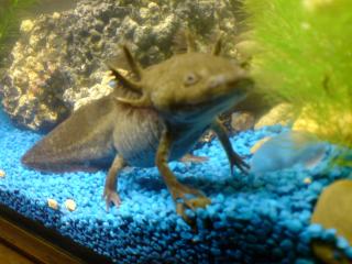 Junge Axolotl abzugeben