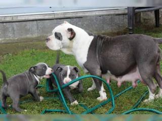 Reinrassige American Pitbull Blueliner Welpen.