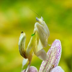 Biete verschieden Mantis und Phasmiden