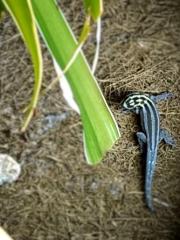 ZwergTaggeckos - Lygodactylus Kimhowelli Zwergstreifengeckos abzugeben.