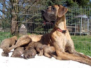 Gelbe und gestromte Deutsche Doggen-Welpen VDH/DDC