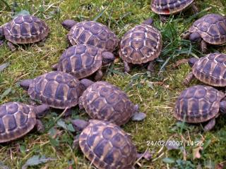 Landschildkröten