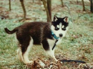 SUCHE HUSKY WELPE