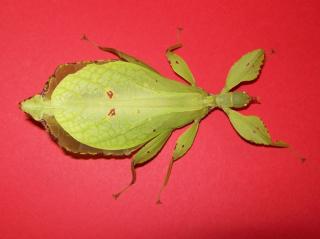 Phyllium siccifolium DAS Wandelnde Blatt