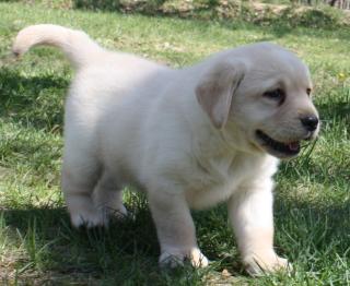 Labrador Retriever Welpen