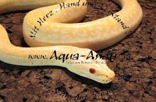 Python molurus bivittatus granit albino 500, - Euro