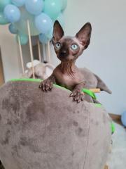 Deckkater Sphynx