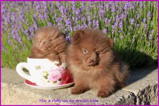 Mirco Teacup Pomeranianrüdenwelpe braun, 06331258619