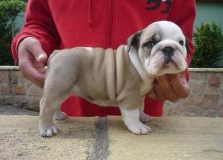 Standort von Adorable Englisch BULLDOG Welpen