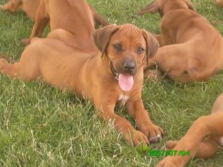 Rhodesian Ridgeback