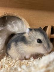 Baby Zwerg Hamster Mädchen und manchen