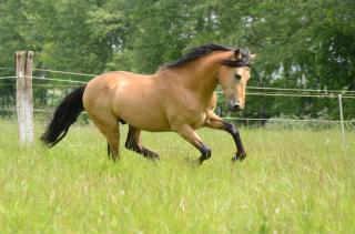 Deckanzeige buckskin Tennessee Walker / Tennessee Walking Horse