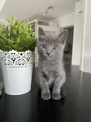 Reinrassige Russisch blau Kitten