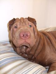 Shar pei Weibchen 7 mon. mit Papiere sucht neues zu hasue.