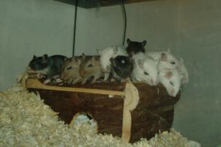 Rennmausbabys Gerbil