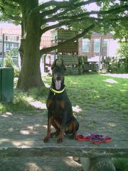 Dobermannhündin FCI-Papiere voll kupiert sucht dringend neues Zuhause