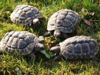 1, 0, 3 Testudo hermanni boettgeri