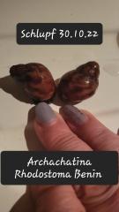 Archachatina Rhodostoma Benin