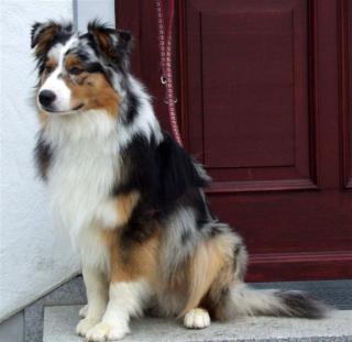 Aussie - traumhafter blue-merle Rüde, 1 Jahr, beste Abstammung,