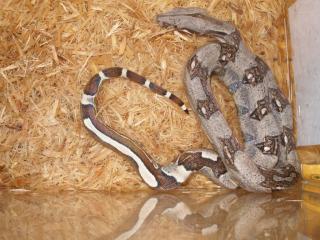 Verkaufe Boa Babys Reverse Striped u. Normal