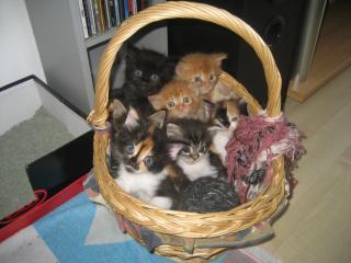 Maine Coon Kitten