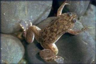 Suche naturfarbenen xenopus laevis krallenfrosch im raum frankfurt/main