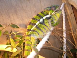 Furcifer p. Ampiskiana und Ambanja Bleu diamond Nz