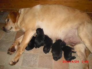 Labrador Welpen mit Pap. vom silbernen Labrador Rüden