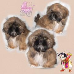 Welpen Shih Tzu