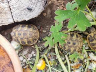 Griechische Landschildkröten