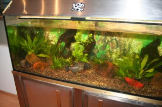 Verkaufe komplettes Aquarium mit 5 Rotbauch Piranhas