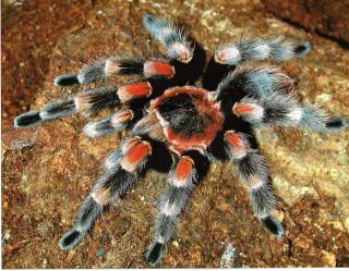 Brachypelma smithi 5 cm