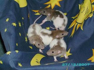 Babyratten und auch Ausgewachsene