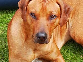 Rhodesian Ridgeback, reinrassiger