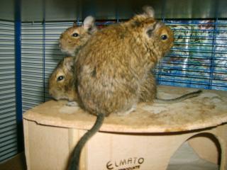 3 junge, weiblich Degus abzugeben