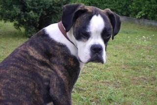 Familienaufzucht Unsere Lilly bekommt Boxerwelpen