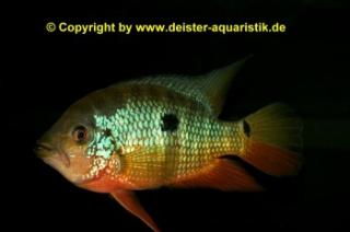 Caquetaia spectabilis F1-NZ Rotkehl-Buntbarsch