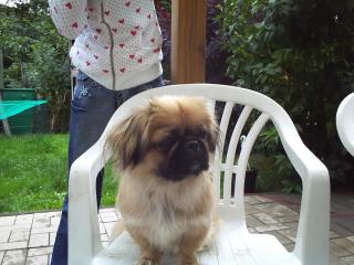 Reinrassiger Pekinese abzugeben