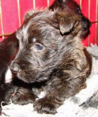 Scottish Terrier Welpen VDH/KfT