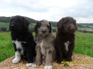 Aussiedoodles Großpudel xA. Shepherd