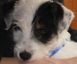 Parson Russell Terrier