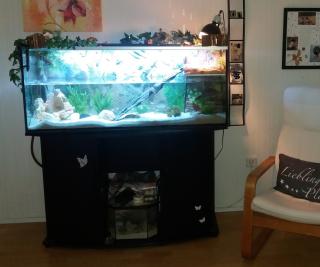 3 Moschusschildkröten mit Aquarium Schrank Pumpe