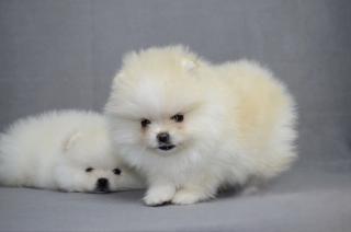 Wunderschöne reinrassige Zwergspitz Pomeranian Welpen